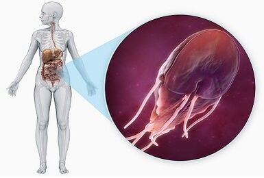 Parasites in the digestive system
