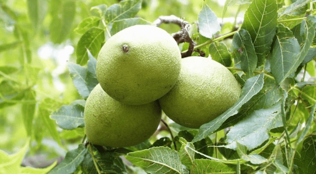 Cleaning of parasites with walnut peel