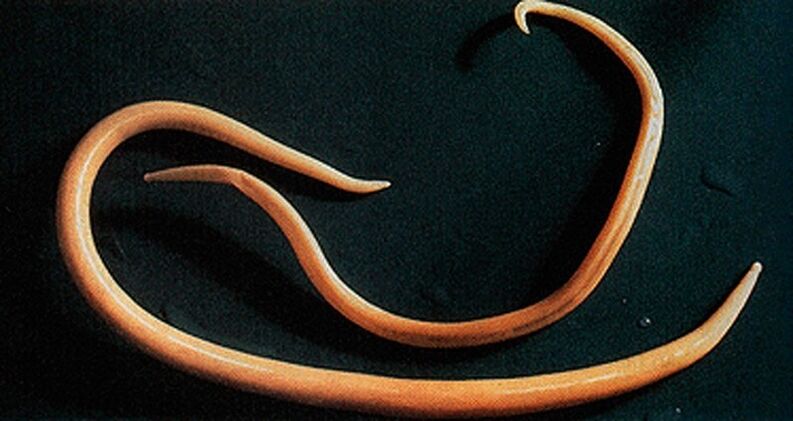 Ascarids